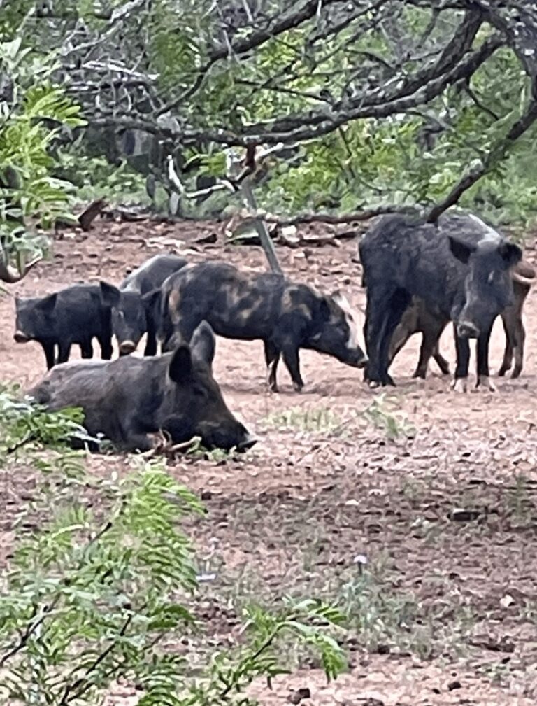 Group of Wild boars