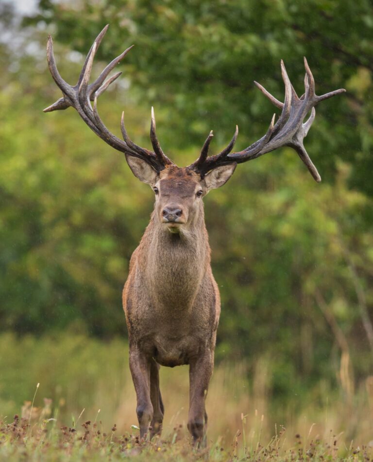 reindeer hunt with cactus creek