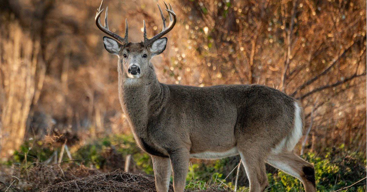 White tail deer hunting with Cactus Creek